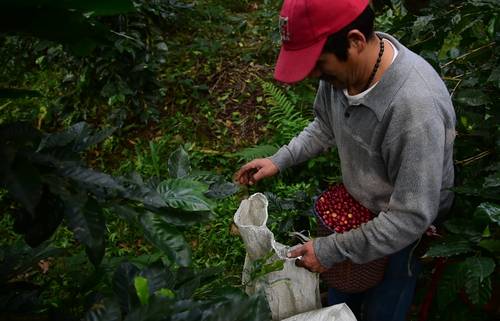 Caficultores de Veracruz piden consulta pública para instalar planta de Nestlé (La Jornada)