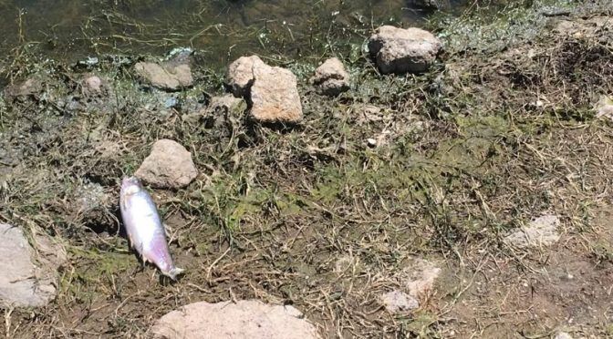 San Luis Potosí: Alistan denuncia penal por contaminación en presa de Mexquitic (Quadratin)