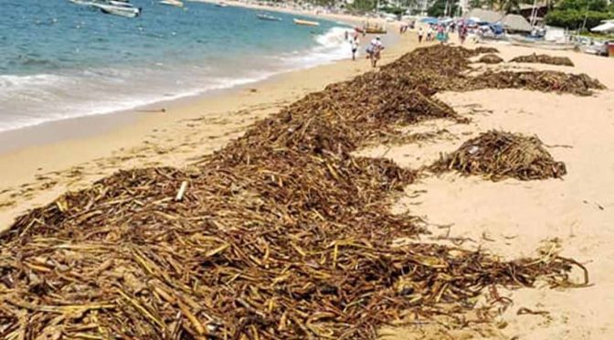Guerrero: Lirio acuático invade playas de Acapulco (Excelsior)