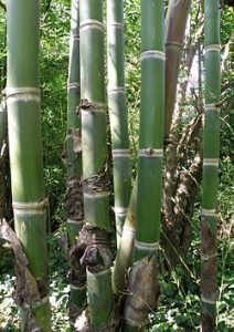 Argentina: El carbón de bambú como gran descontaminante (Prensa Animal)