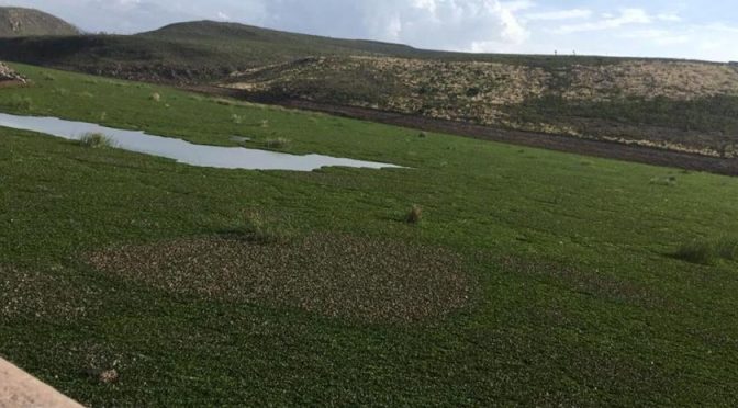 México-Diseñan proyecto para eliminar lirio acuático y usarlo como descontaminante de agua (Crónica)