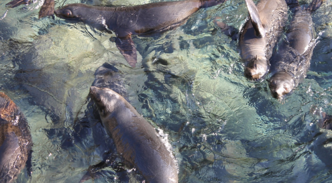 Mundo-Pesca: por una actividad en aguas más transparentes (Infobae)